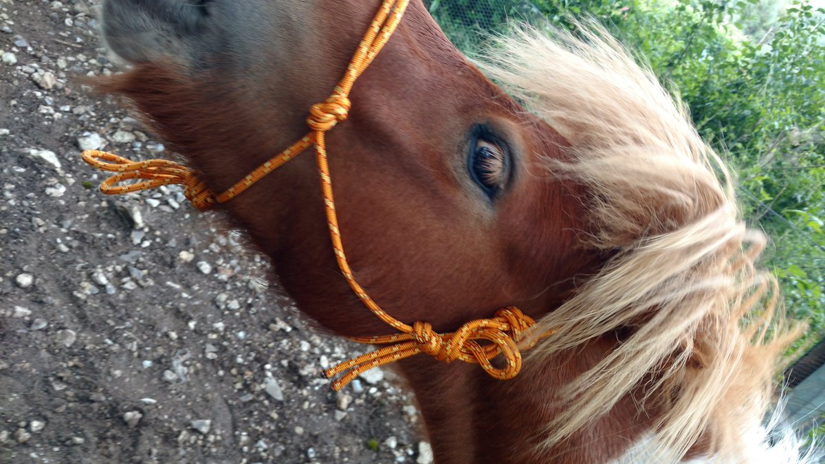 Clem_Wang's tweet photo. Homemade Ethological Halter For My Ponies 😍  How are they ? Does the color suit them ?
#Ponies #Halter #Equitation #Licol #Homemade #Poneys https://t.co/CuYVqaV6a2
