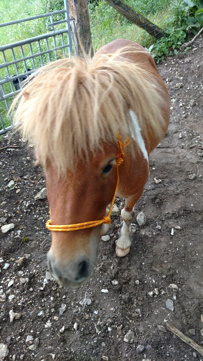 Clem_Wang's tweet photo. Homemade Ethological Halter For My Ponies 😍  How are they ? Does the color suit them ?
#Ponies #Halter #Equitation #Licol #Homemade #Poneys https://t.co/CuYVqaV6a2