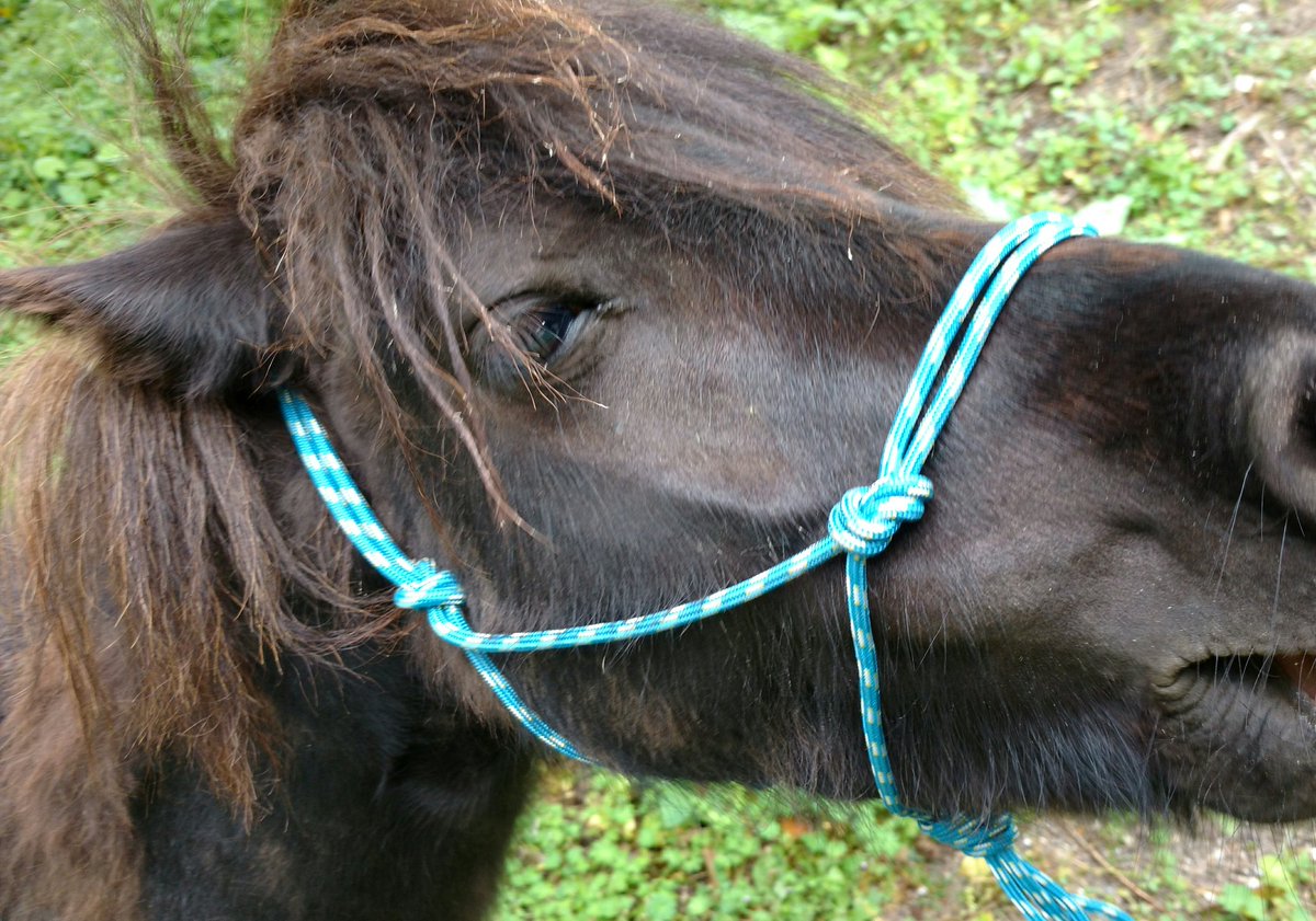 Clem_Wang's tweet photo. Homemade Ethological Halter For My Ponies 😍  How are they ? Does the color suit them ?
#Ponies #Halter #Equitation #Licol #Homemade #Poneys https://t.co/CuYVqaV6a2