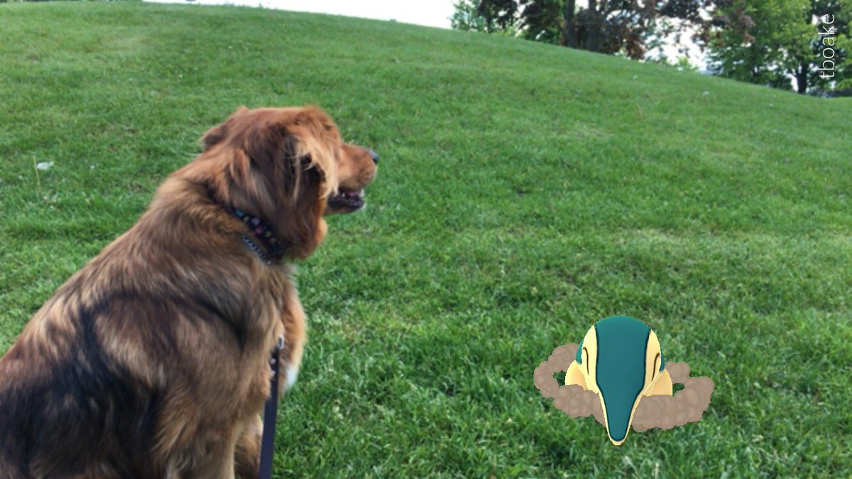tboake2000's tweet image. Miss #Pokewalking with my Jelly when he is with @sierraboake we thought #Cyndaquil was trying to be #Diglet @eleventhphoto