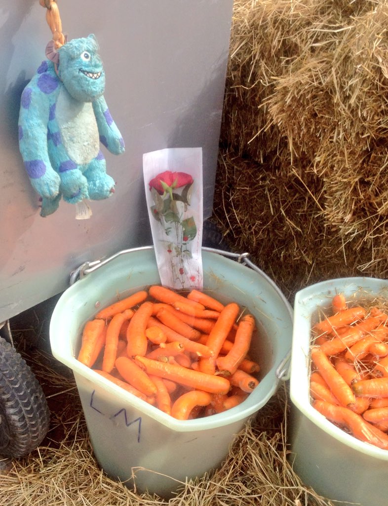 SHRBethune62's tweet photo. Ce que vivent les roses des victorieuses.
#JumpingBethune https://t.co/hoS68Dl0FS
