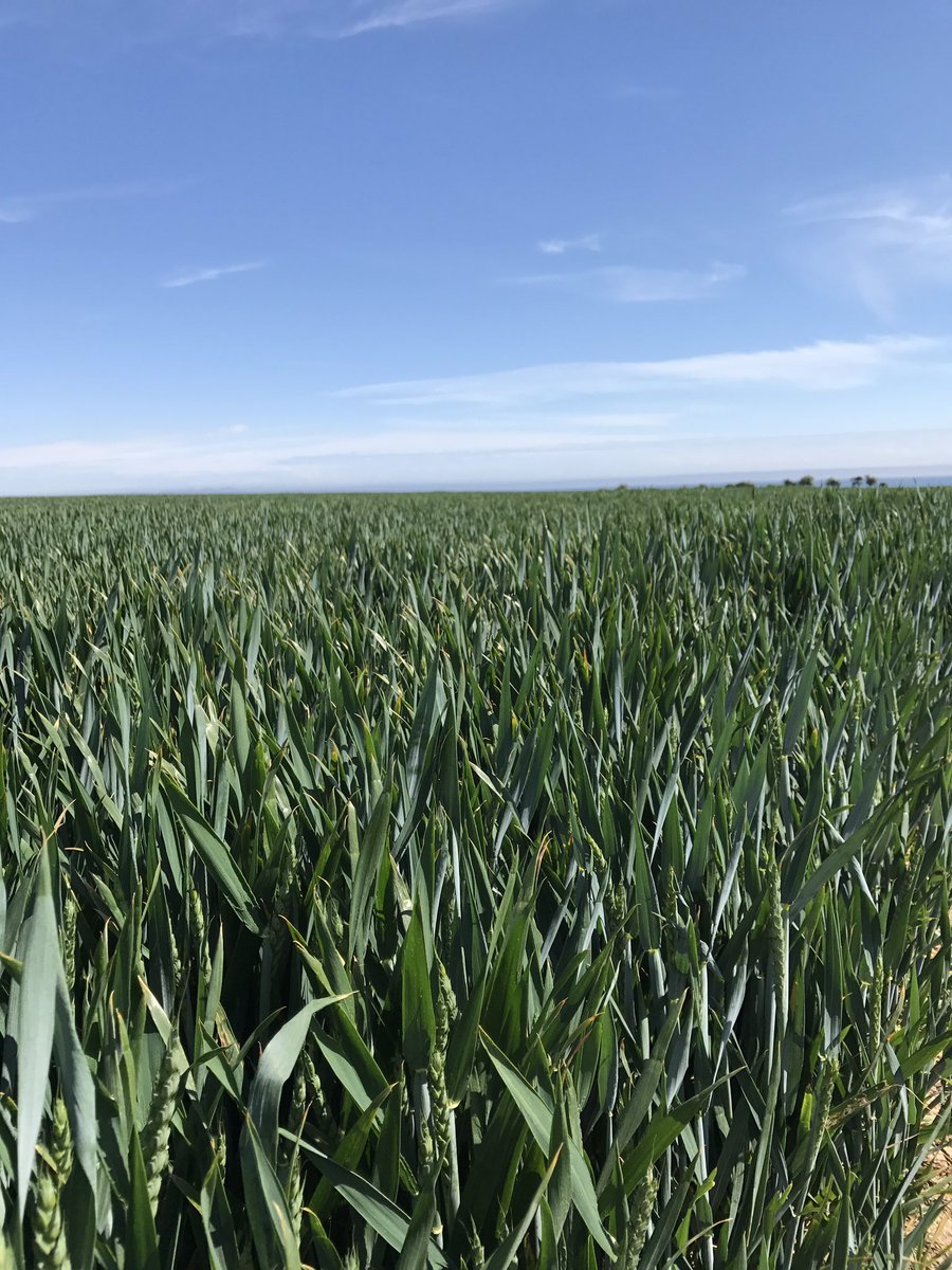 thorpey2605's tweet photo. This is my fav field. Funny I know to love a field but I just love it. #embleton #Northumberland #fieldlove #fieldofdreams https://t.co/ohtEi45fEV