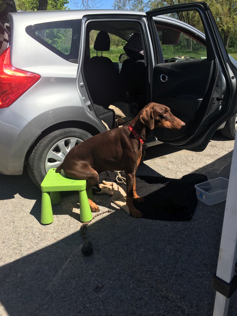 RubyTheDoodle's tweet photo. #dieterdobe #sittingdog @HumberBayShores #farmersmarket https://t.co/wlQaNoUpH9