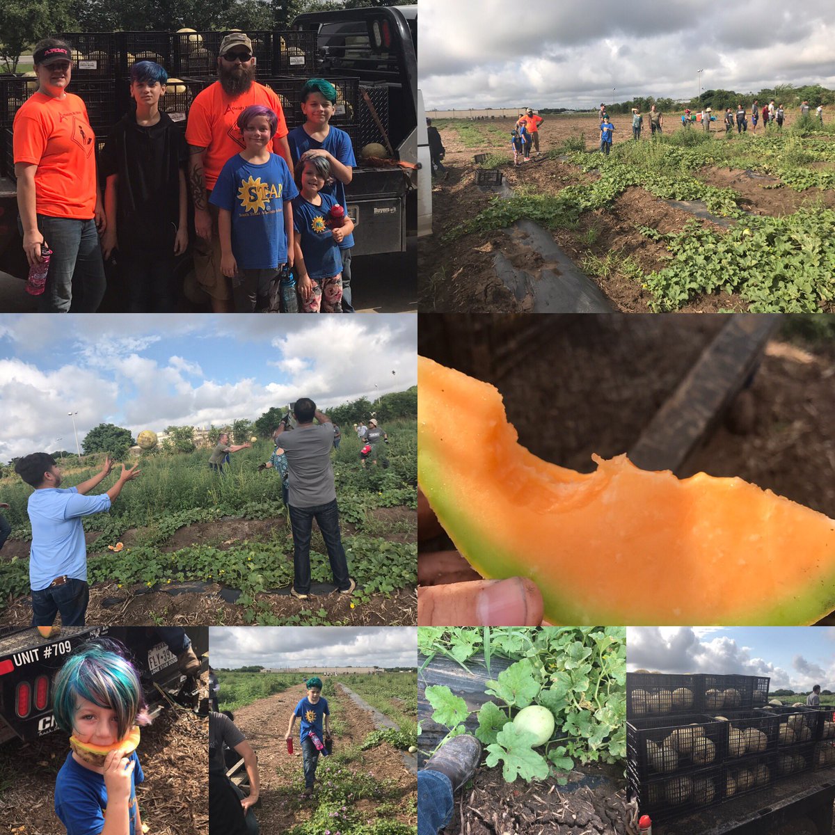 AtheistsAtWork's tweet photo. Incredible morning working with the @safoodbank #cantaloupe #1500pounds #herecatch #bestmorning #sebastianisawesome #garden #farming https://t.co/FgrjB3uqo8