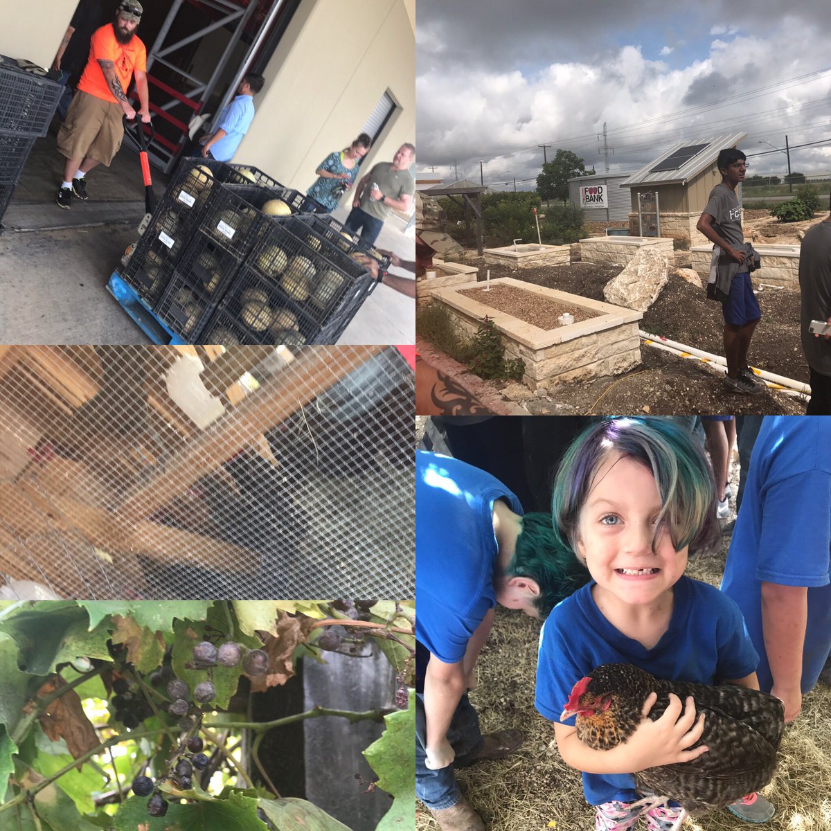 AtheistsAtWork's tweet photo. Incredible morning working with the @safoodbank #cantaloupe #1500pounds #herecatch #bestmorning #sebastianisawesome #garden #farming https://t.co/FgrjB3uqo8