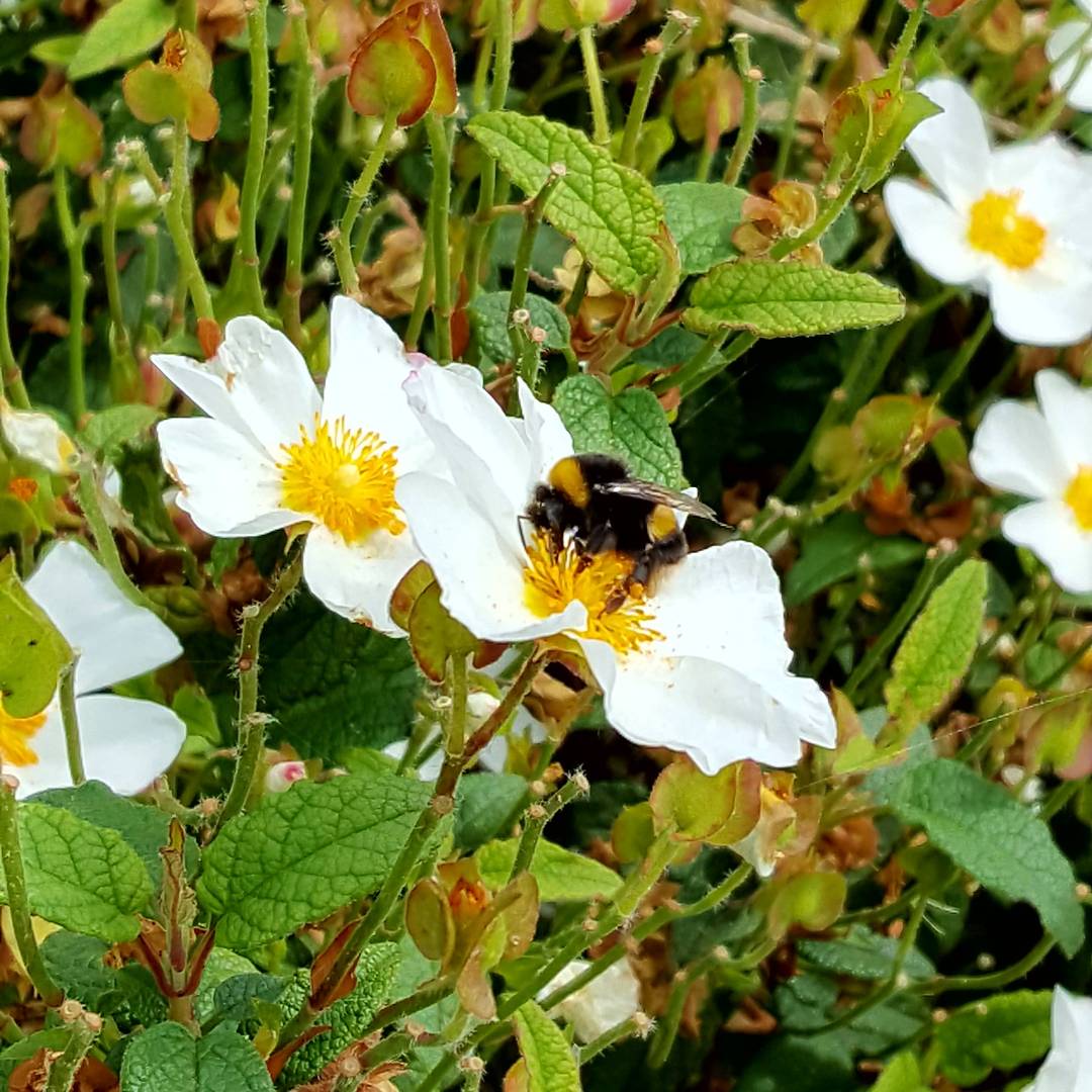 kittee83's tweet photo. An Nádúr 💟🌼🐝 #kilkenny #nádúr #nature #flora #fauna #samhraidh #bees #yellow #bui #summer https://t.co/HCUYvPJGcS
