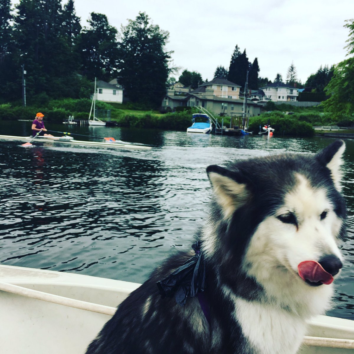 Morning view from the launch with the team mascot Spirit <a href="/RowNCC/">North Cascades Crew</a> #rowinglife