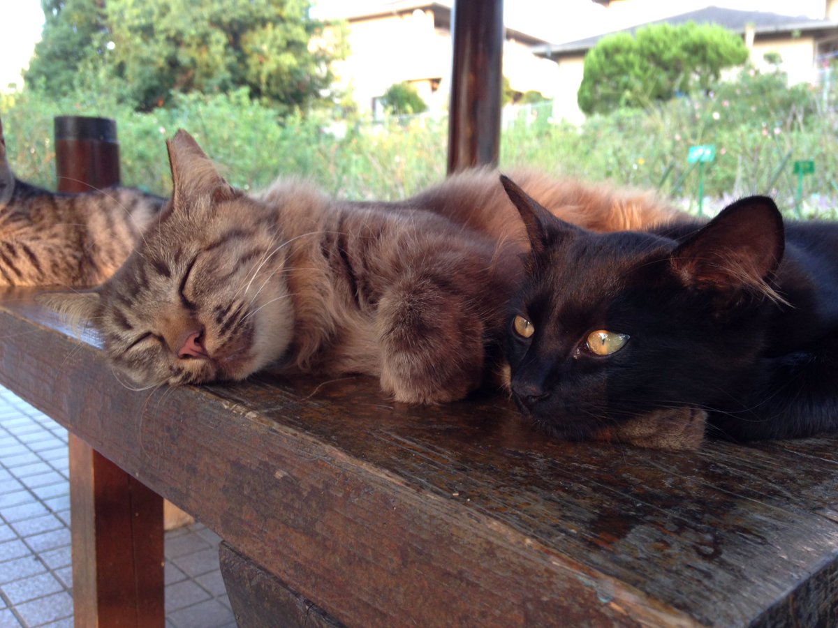 youso1211's tweet photo. ビビりで明らかにママっ子だったキジちゃんに比べ、ママにくっついてることの少なかったこげちゃんだけど、珍しくママの隣にいるなーと思ったら、よく見ると腕枕してもらってて可愛かったよね https://t.co/zLPVDUcI3D
