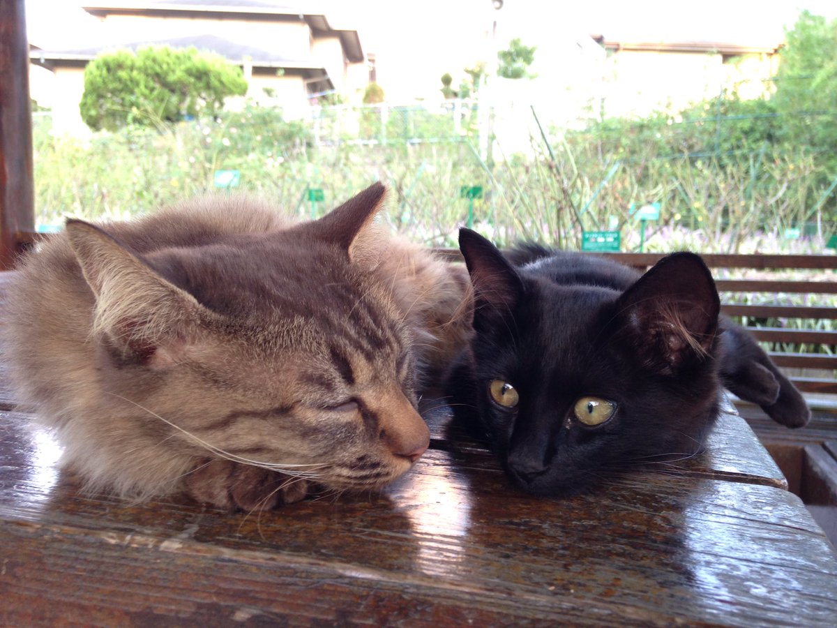 youso1211's tweet photo. ビビりで明らかにママっ子だったキジちゃんに比べ、ママにくっついてることの少なかったこげちゃんだけど、珍しくママの隣にいるなーと思ったら、よく見ると腕枕してもらってて可愛かったよね https://t.co/zLPVDUcI3D