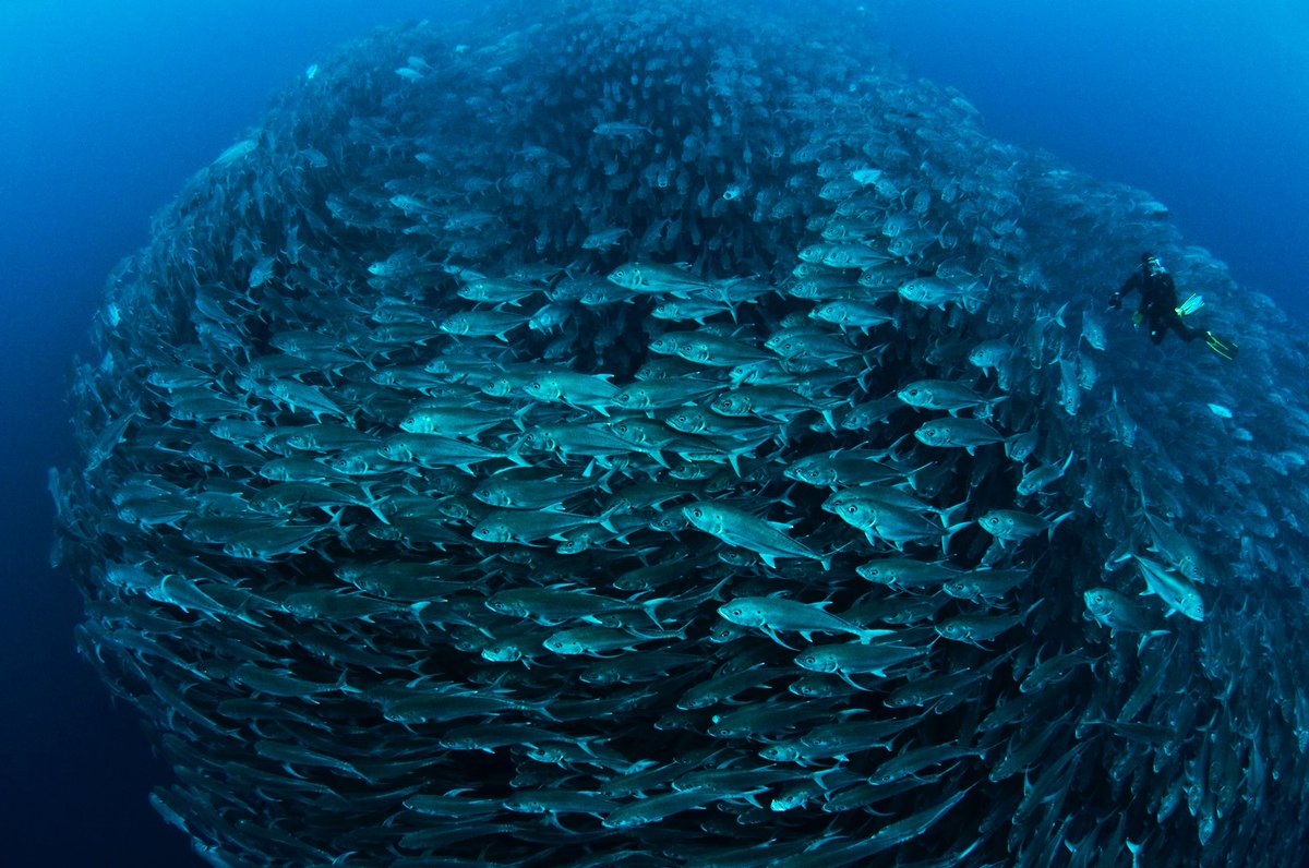 UNCTAD's tweet photo. About 40% of world oceans are heavily affected by human activities, pollution, depleted fisheries &amp; loss of coastal habitats
#SaveOurOceans https://t.co/GmtIEgRG49