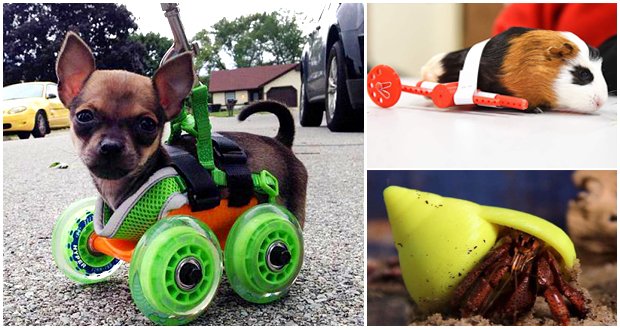 3Dnatives_ES's tweet photo. ¡No te pierdas la selección de las mejores aplicaciones de #impresion3D que han mejorado la vida de muchos animales! https://t.co/eAJdl4a0DJ https://t.co/6nV4CZMRhT