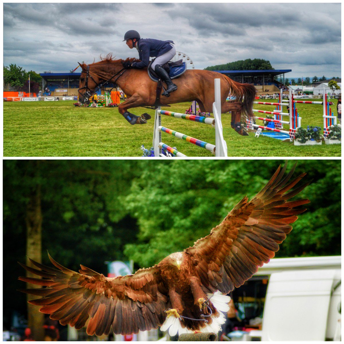 Imperfect77's tweet photo. #bathandwestshow #birdsofpreydisplay #horsetrials #equine #falconry #eagle https://t.co/KaF525EFMP