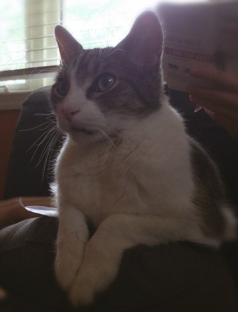 RockyIsCat's tweet photo. It's the birthday boy! This goon turned 12 today. https://t.co/EcQOfbt2AB