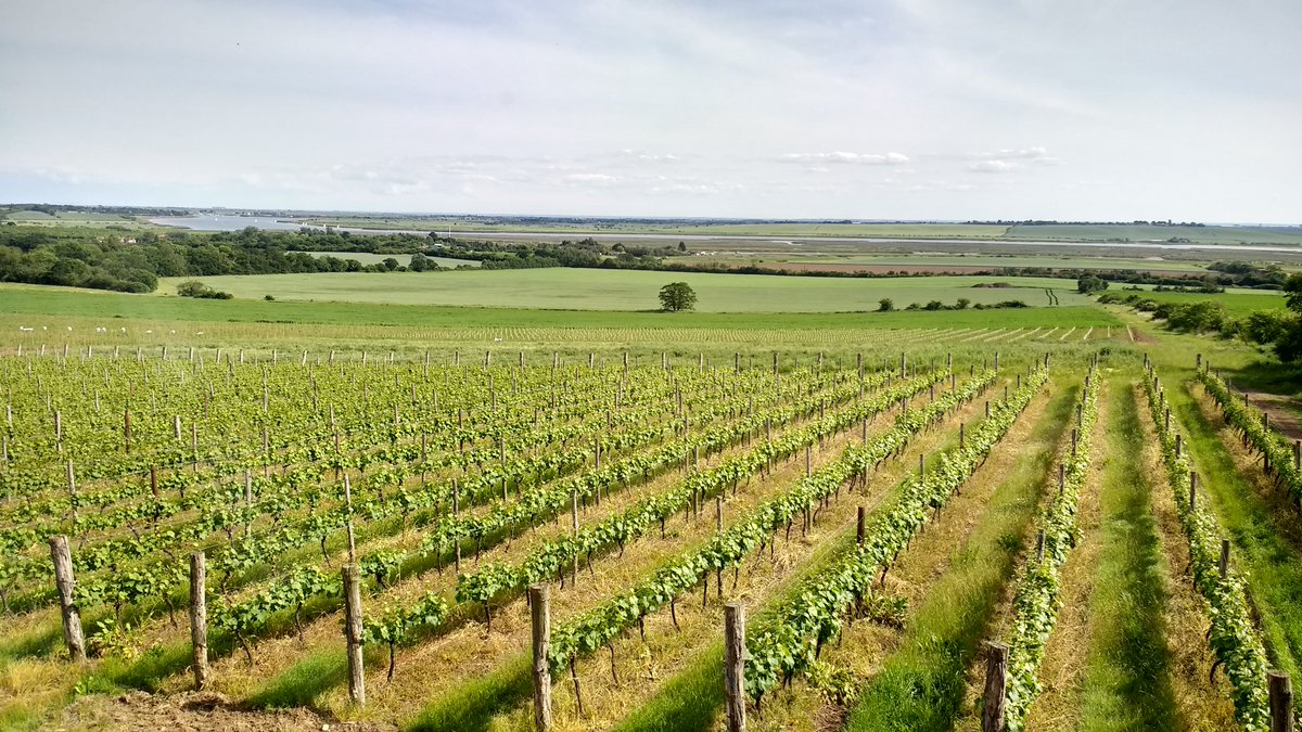 Clayhill Vineyard tweet media