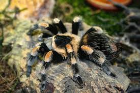 A tarantula can survive for more than two years without food