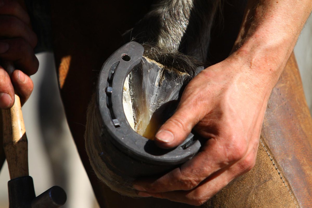 CrossroadsAZ's tweet photo. It's good to have an expert come every six to eight weeks for routine hoof trimming or shoeing. https://t.co/5z7K4PlEor