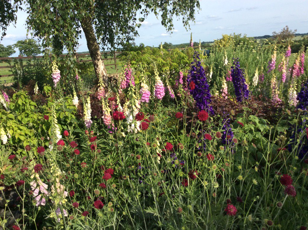 Tremendous Foxgloves this year : Sadly, I think they'll be over by 'open gardens', what will take their place?