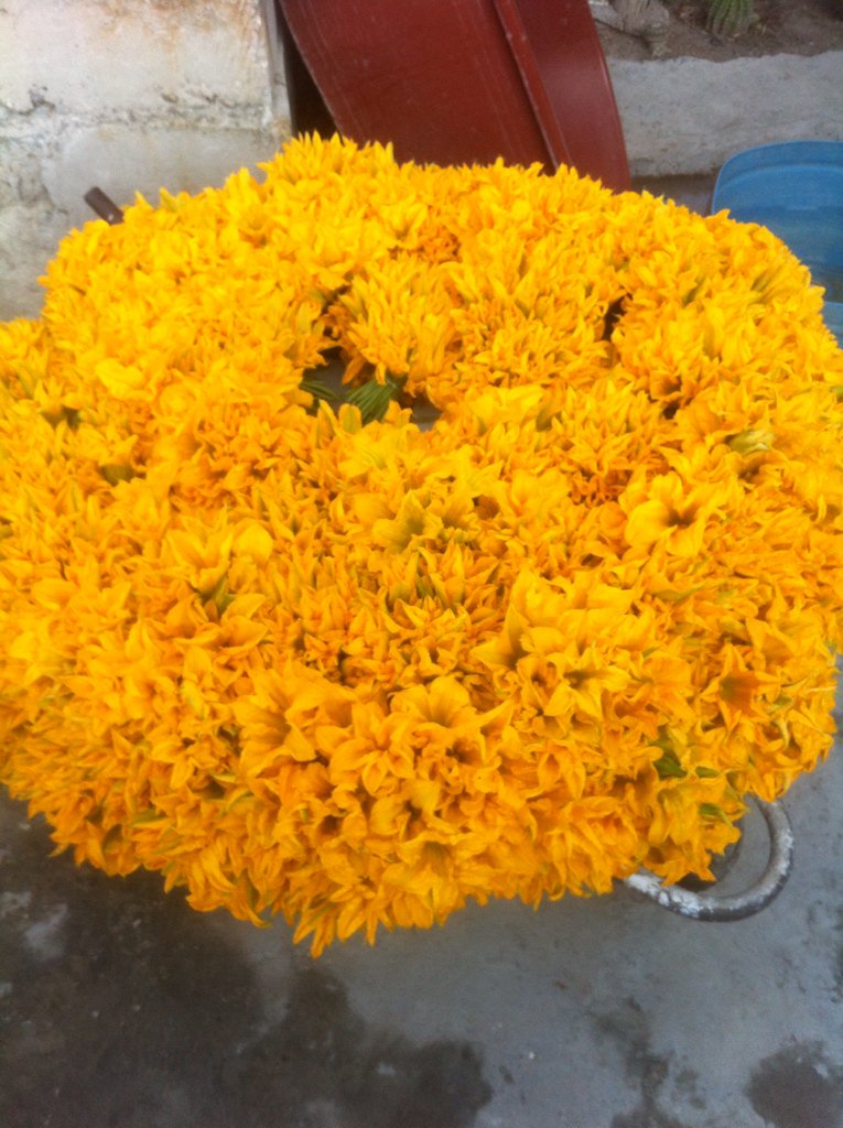 salperfue's tweet photo. Productor flor calabaza. Atitalaquia. #CuantasQuesadillas https://t.co/Cw9iCWm7S1