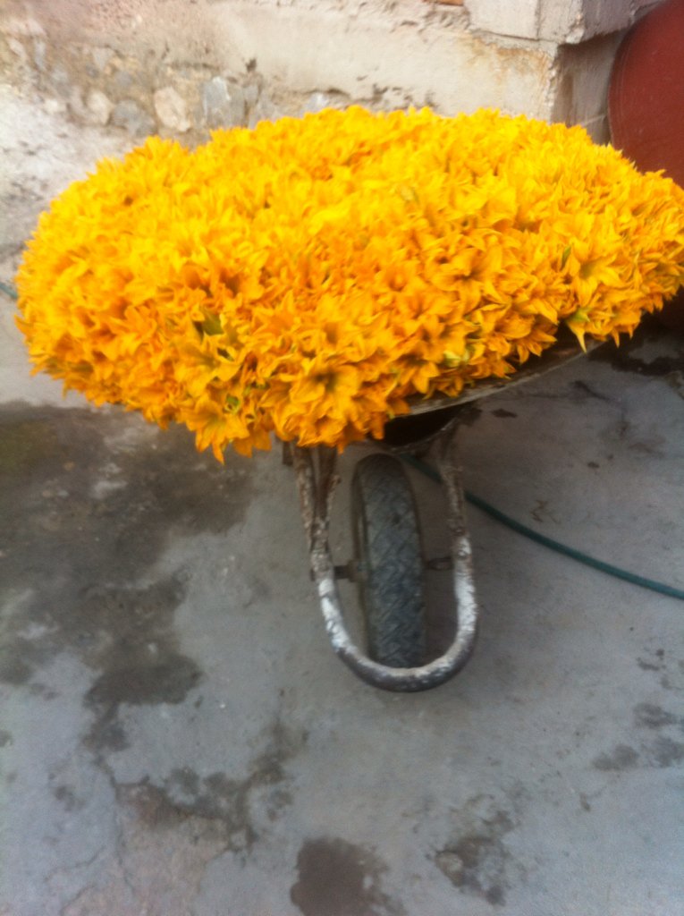 salperfue's tweet photo. Productor flor calabaza. Atitalaquia. #CuantasQuesadillas https://t.co/Cw9iCWm7S1