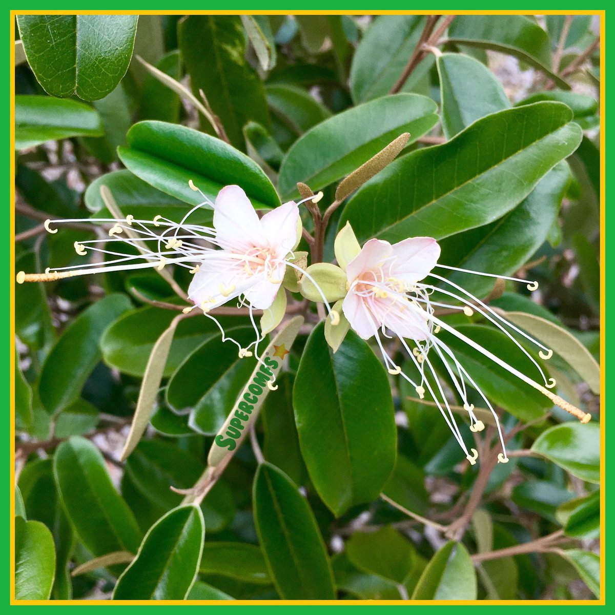 supercomfs's tweet photo. #Supercomfs💚🌟 #Naturestars🌸💫❗ https://t.co/oDHtoWhwf8