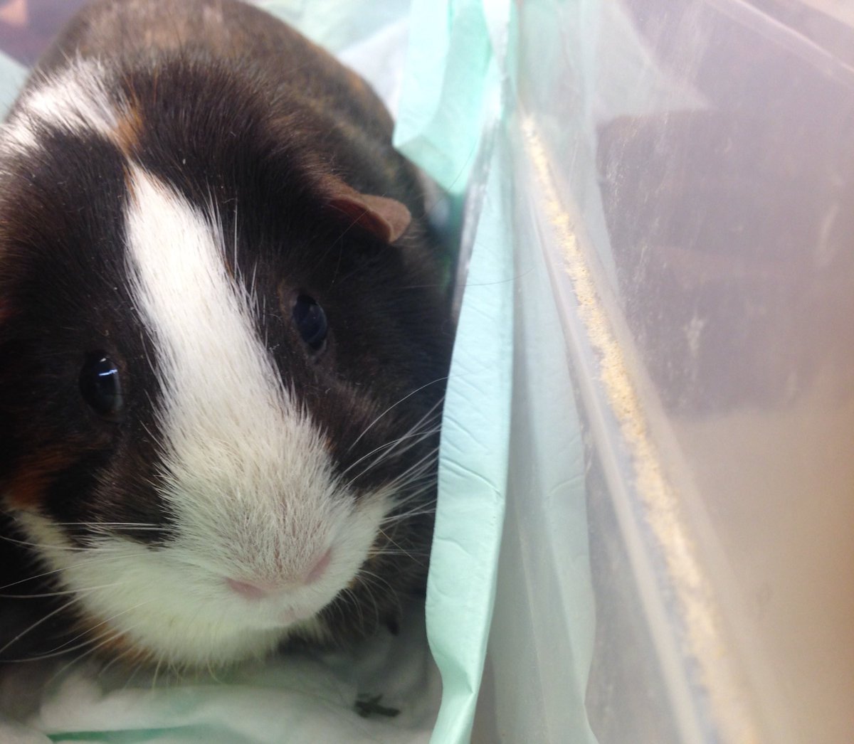 💕In honor of my baby girl who passed away so suddenly on June 1, 2017. She will be missed. 🙏