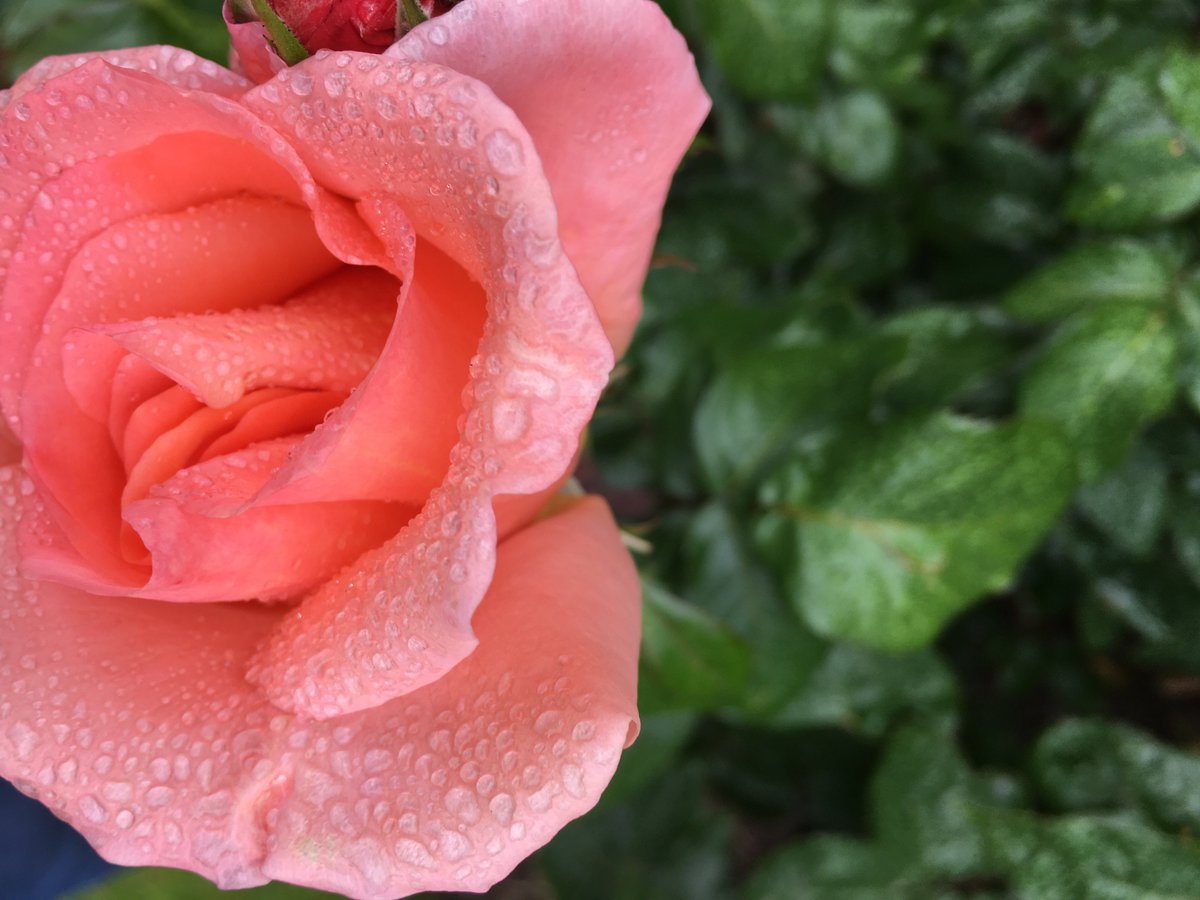 Legit_greentree's tweet photo. Yas work those angles bb #portlandrosegardens #rose https://t.co/D6emlO3yrG