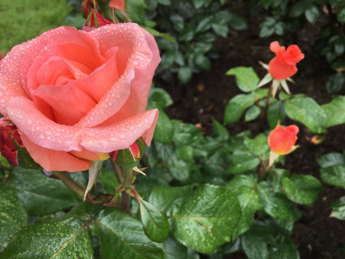 Legit_greentree's tweet photo. Yas work those angles bb #portlandrosegardens #rose https://t.co/D6emlO3yrG