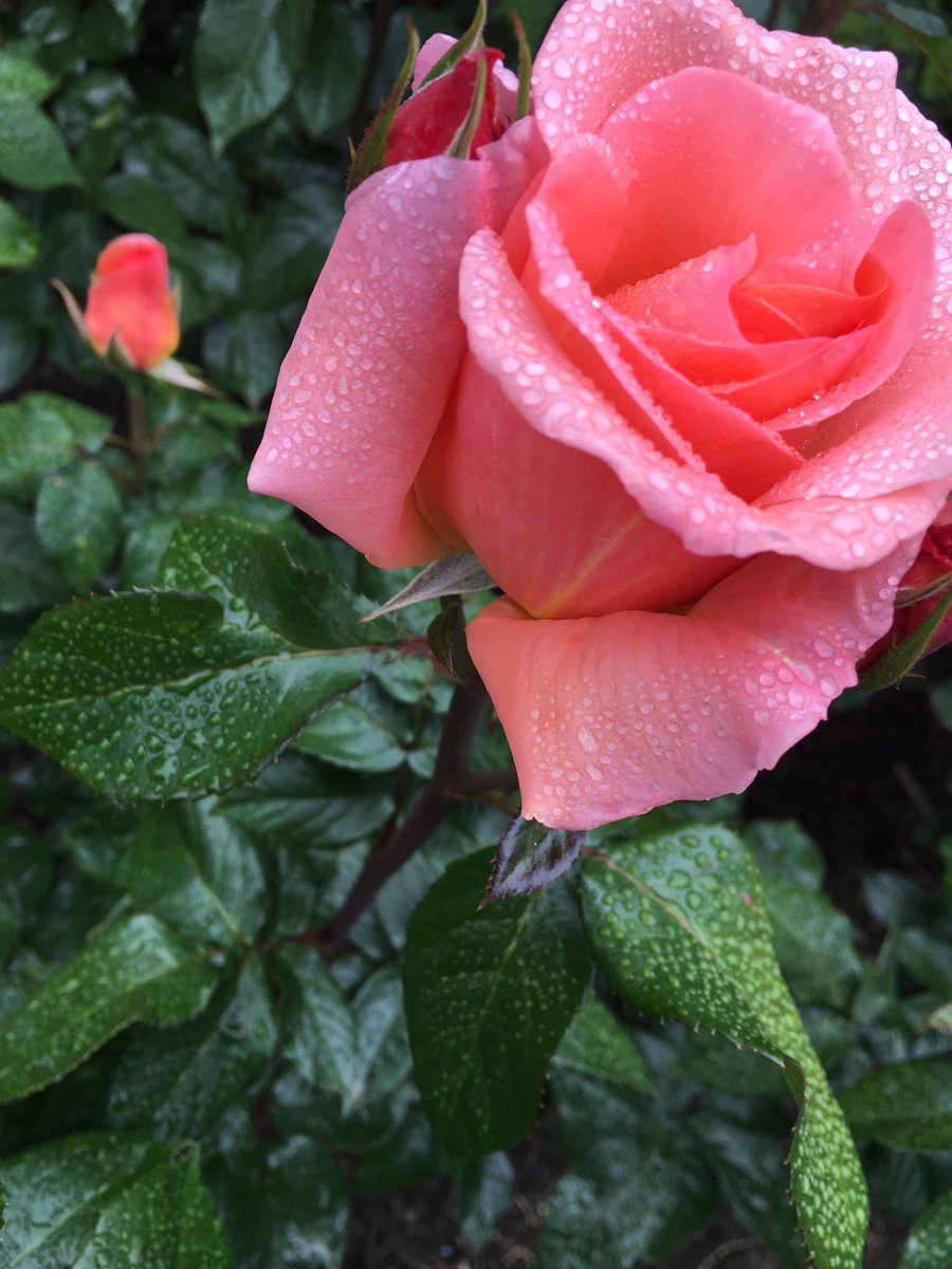 Legit_greentree's tweet photo. Yas work those angles bb #portlandrosegardens #rose https://t.co/D6emlO3yrG