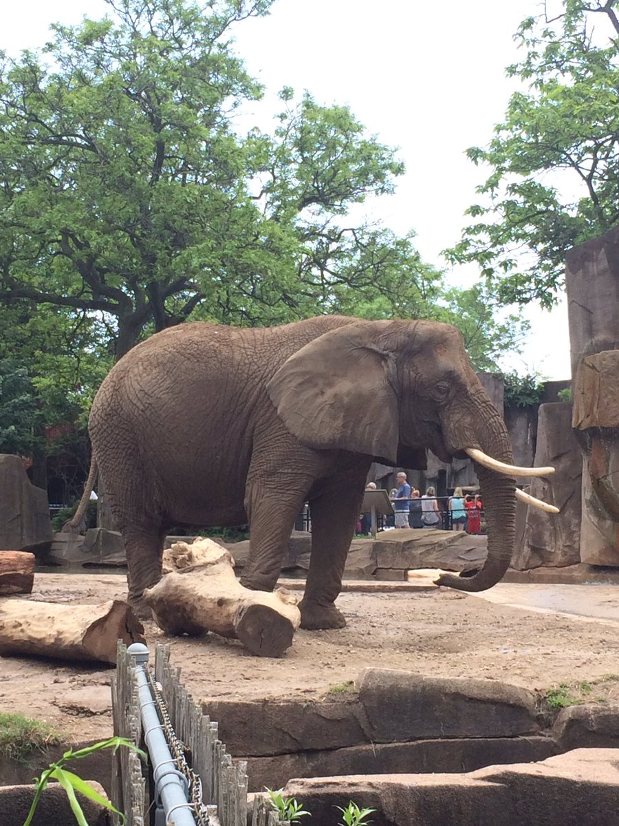 Mirnesa_H's tweet photo. I may have gotten shot but the elephants made it better 🐘#nerfwars https://t.co/mgcpv78gct