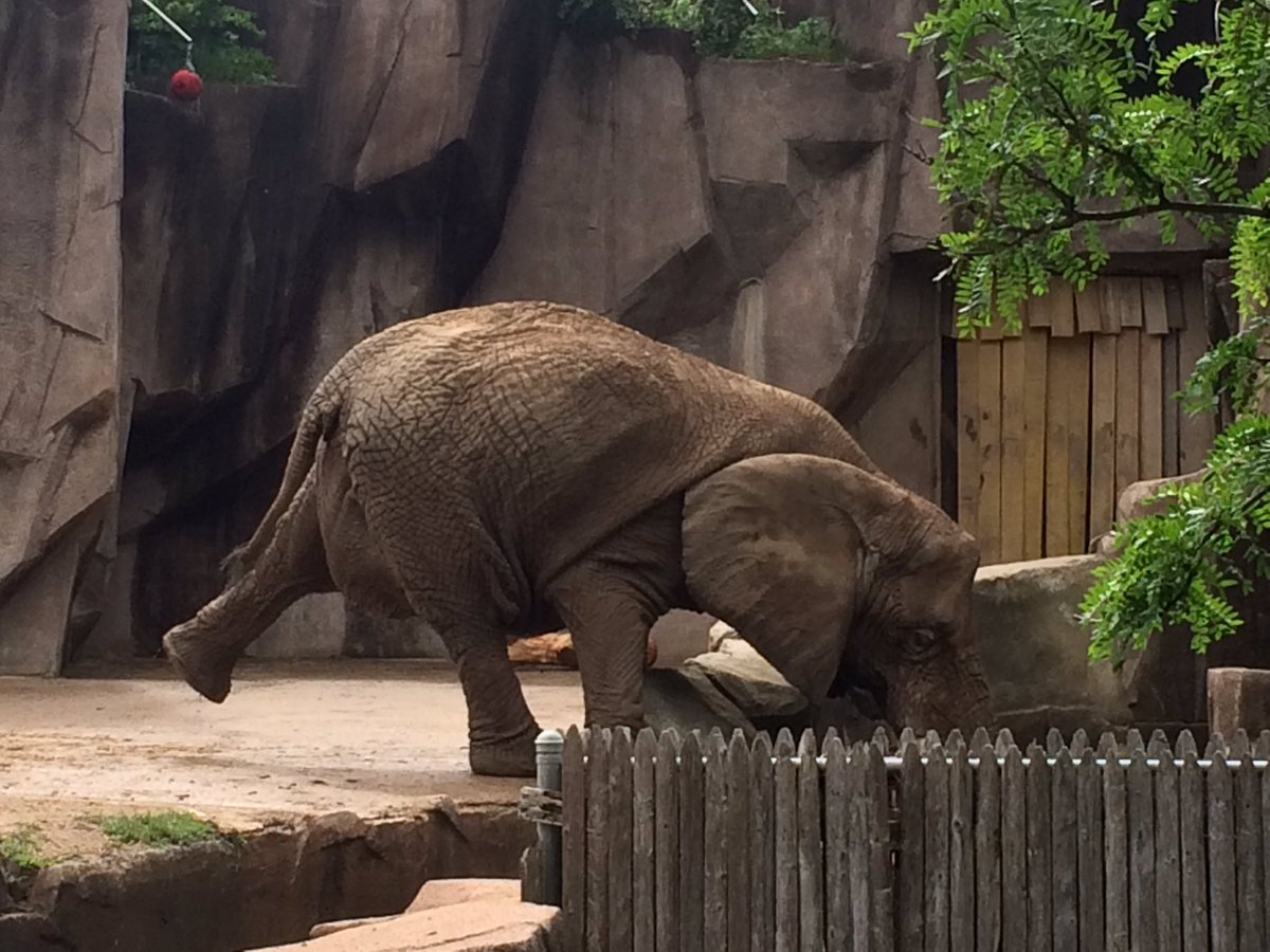 Mirnesa_H's tweet photo. I may have gotten shot but the elephants made it better 🐘#nerfwars https://t.co/mgcpv78gct