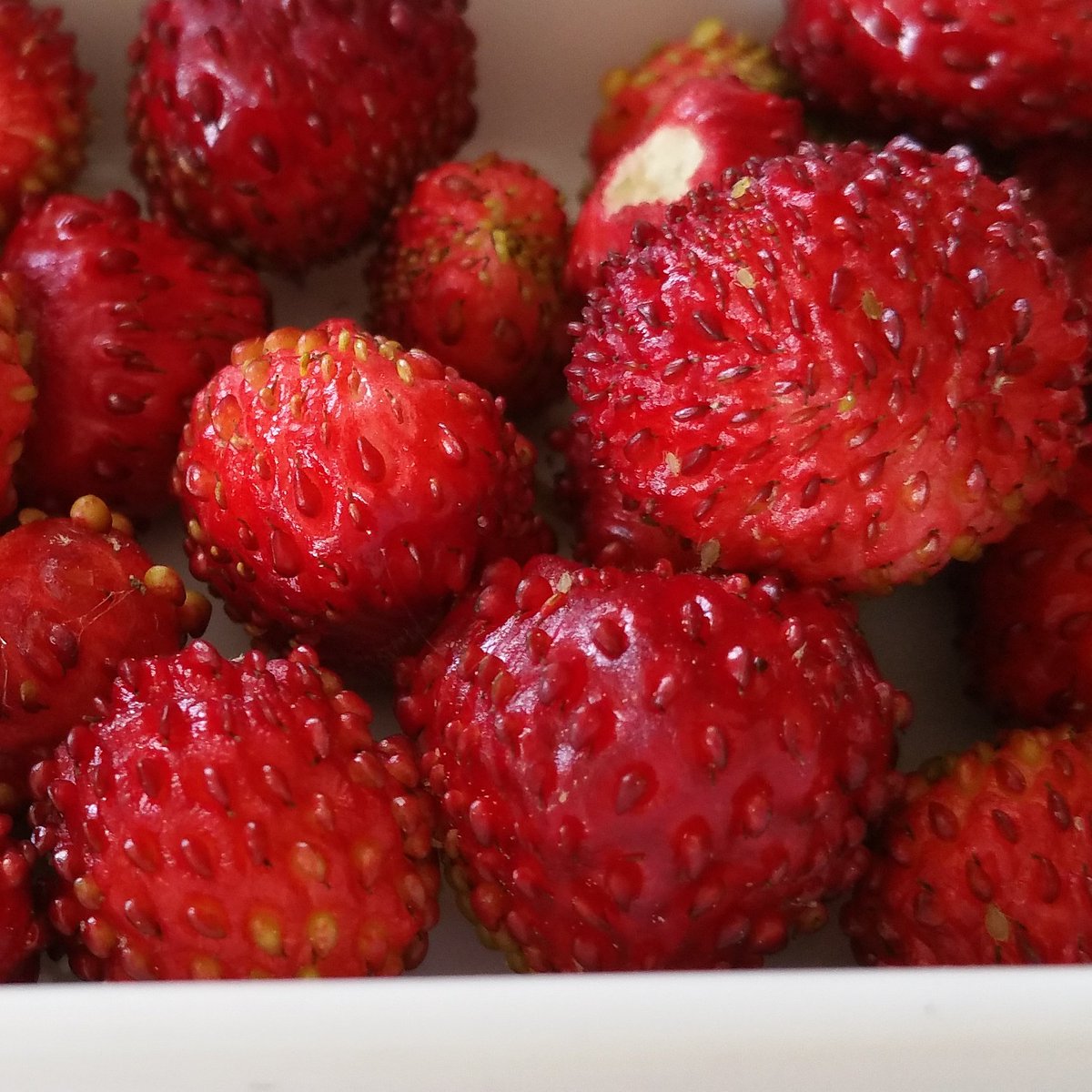 OrugaNafo's tweet photo. First wild strawberries of the season 😍 so delicious!
#firststrawberry #wildstrawberry #garden #gardening #strawberry #Ireland https://t.co/GDNbxahcvM
