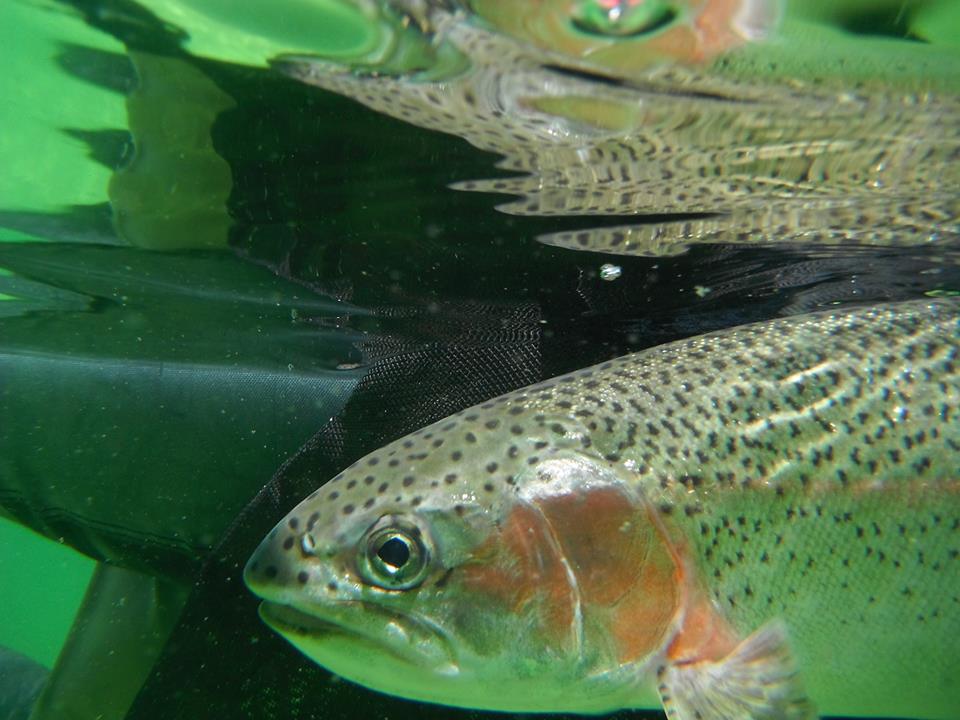 mypgnow's tweet photo. #SCWA, #FFSBC releasing nearly 150 rainbow trout into Shane Lake on Tuesday | https://t.co/wAcKvkiVY6 #CityOfPG https://t.co/AQTzhKlKX0