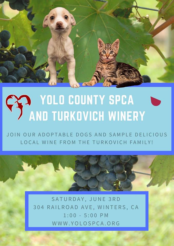 Percival and I will join <a href="/yolo_spca/">Yolo County SPCA</a> at <a href="/TurkovichWines/">Chris Turkovich</a> today at 1:00!  Hope to see you there!