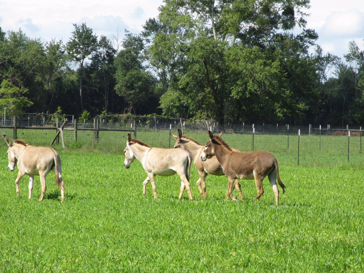 DSolisAgEcon's tweet photo. Came & visit our @FAMU_1887 #Farm in #Quincy. Lots of #Animals, #Sustainable #Garnering, and FREE Workshops. #FAMU #LoveAg https://t.co/7CU2xkO2QN