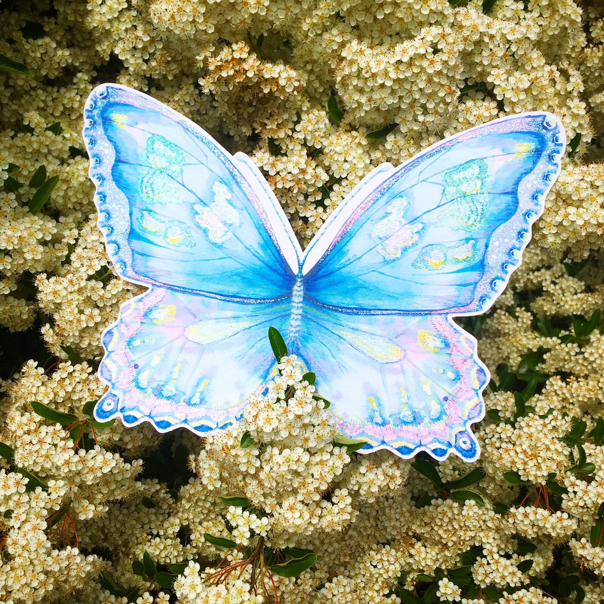 Phoenix_Trading's tweet photo. When the caterpillar thought the world was done, he turned into a beautiful butterfly. 🦋 Happy #butterflyday #butterfly #butterflies https://t.co/sIyf3FkyXT