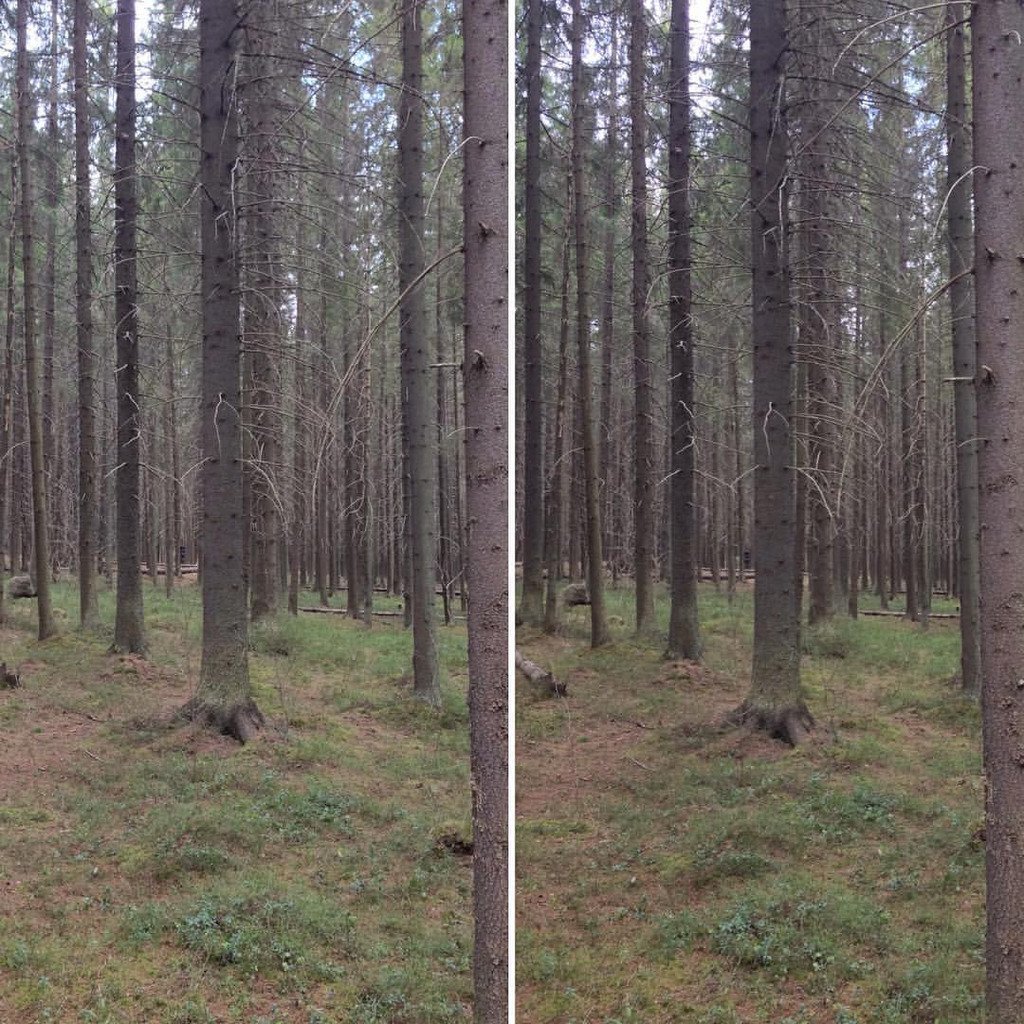 UhuBeobachter's tweet photo. An Hommage to #Jordskott 🌲 #NordicNoir 🌲 #Karelia 🌲 #forest #wald #skog #лес 🌲 #StereoPair #StereoScope #StereoPhoto #parallelstereo #Стере… https://t.co/ymqqZraz7l