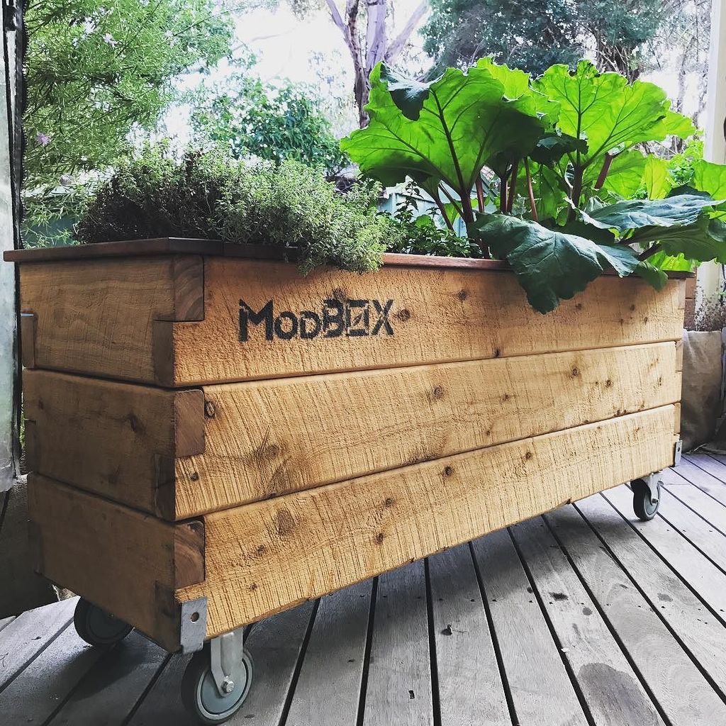 ModBOX_co's tweet image. Rhubarb needs sun and water to thrive and, at this time of the year, this corner of the deck offers the best light… ift.tt/2rRI2Go
