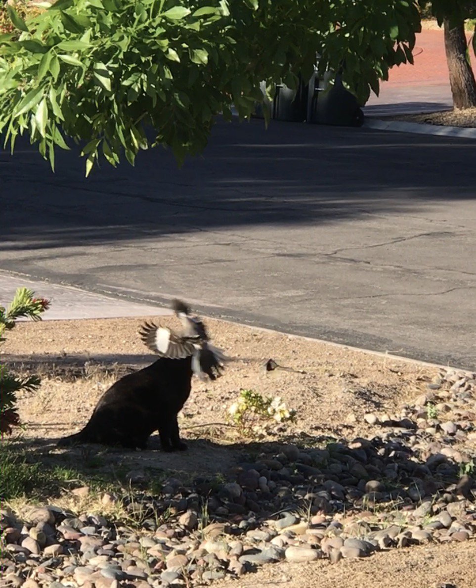 eRaSip's tweet photo. This bird is deadass attacking my cat https://t.co/uD0ZXqbevZ