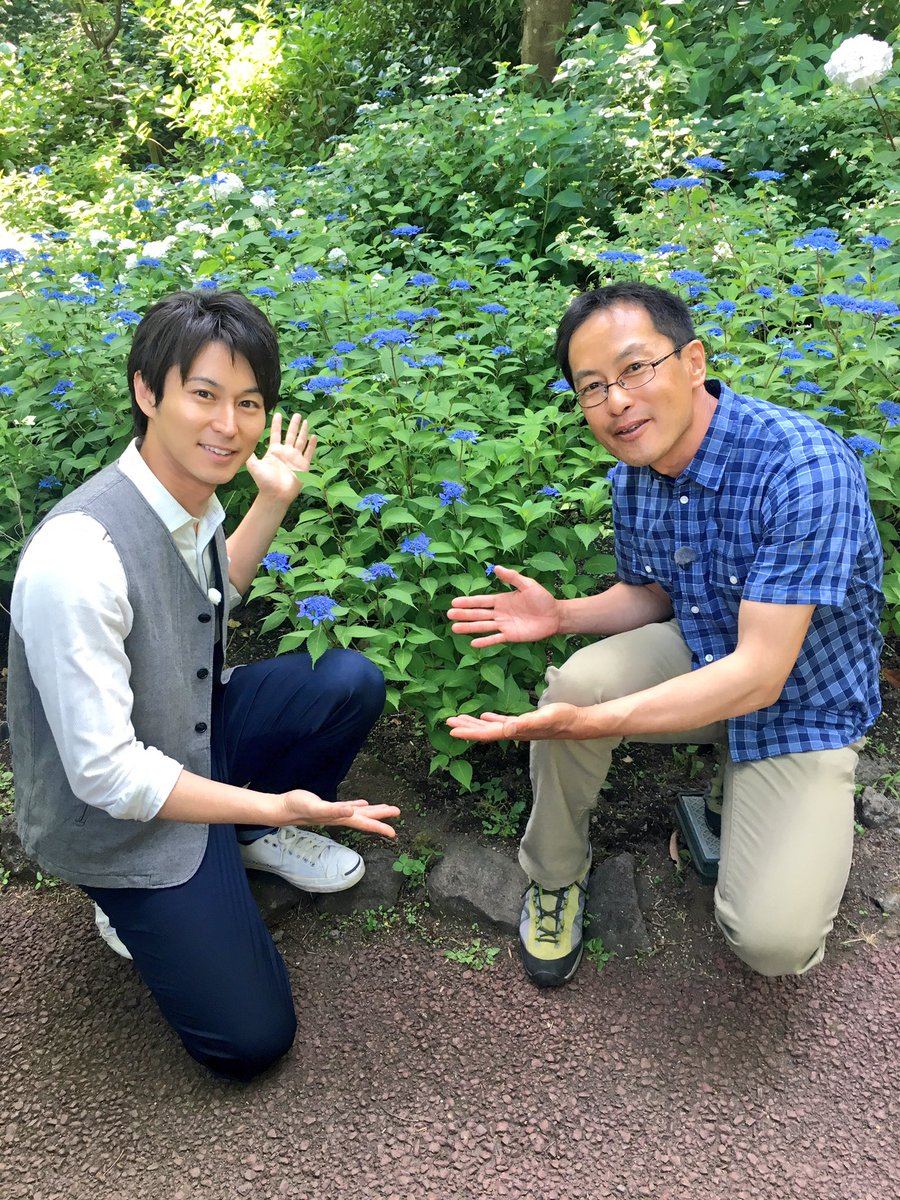 三上真史 昨日はアジサイのロケでした アジサイはアジサイでも 和をたしなむアジサイ ヤマアジサイ In 伊豆四季の花公園 6月18日 日 オンエア予定です 講師は上条祐一郎さん 趣味の園芸 Nhk Shumien