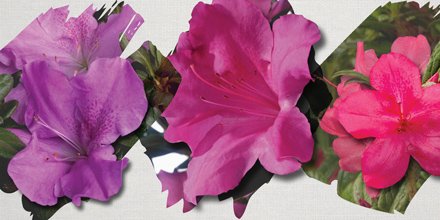 EncoreAzalea's tweet photo. Need #coloradvice for your garden design? Look no further for suggestions using #EncoreAzalea. https://t.co/vliXUdX1IR https://t.co/wVklDTyh6U