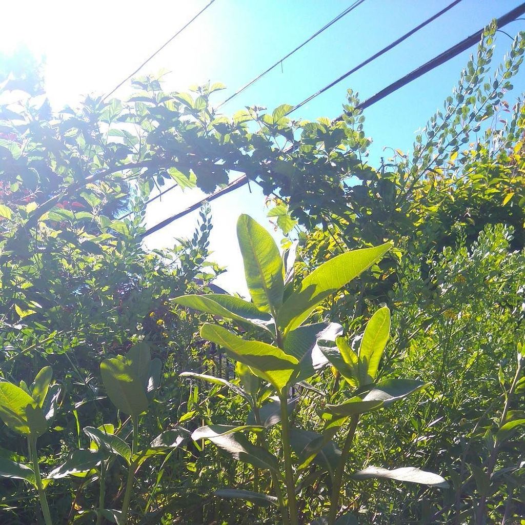 chagallsierra's tweet image. Beautiful summer day in Toronto.  #raspberrycanes #milkweed #sunshine #naturephotography
..
..
..
Look at @kirriva… ift.tt/2sr7m38