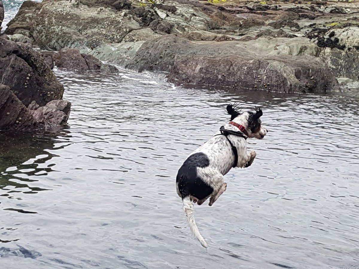 Spanielsrescue's tweet photo. What spaniels live to do and love doing it 💖 https://t.co/bvbk6UEpVe