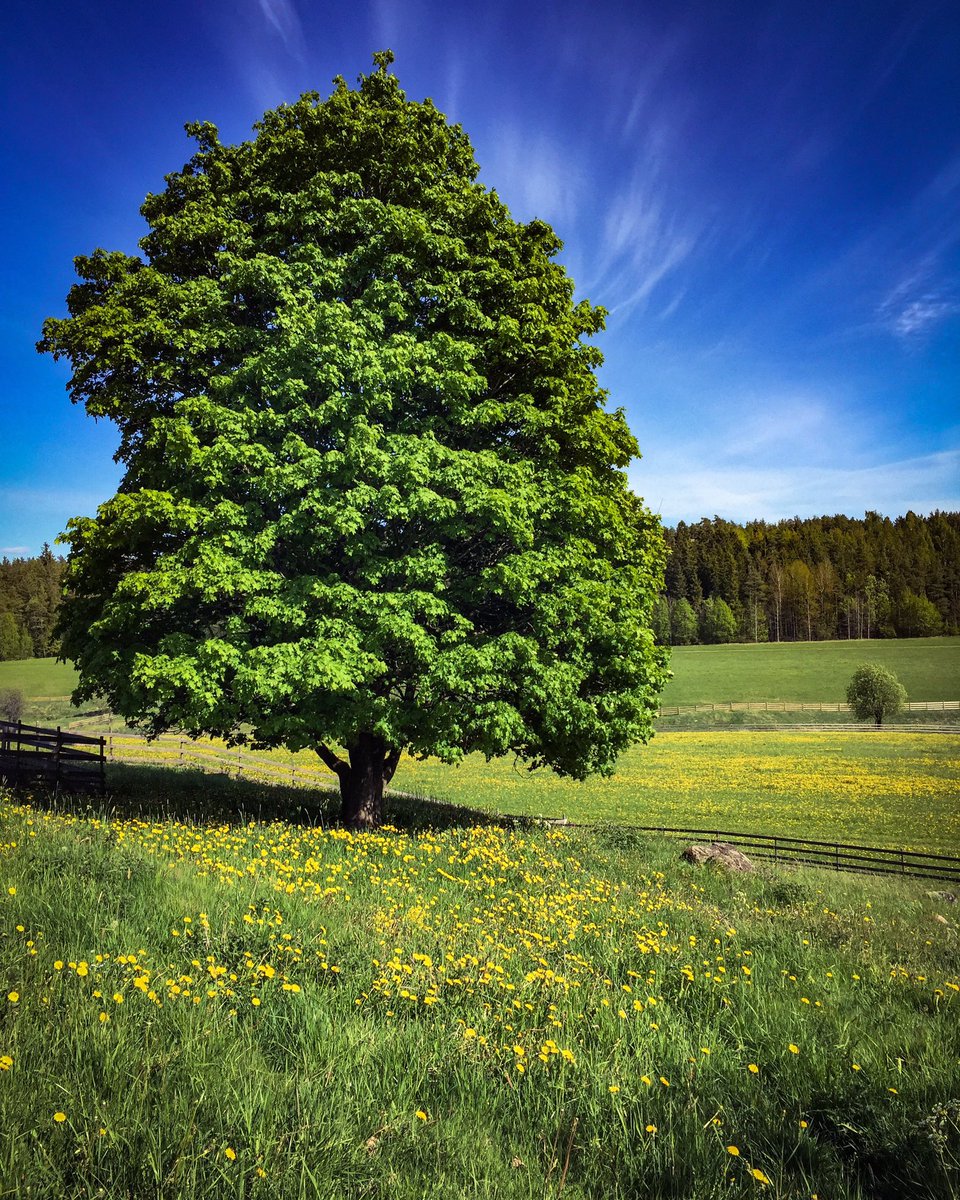 lifeof2men's tweet photo. Summer #summer #Finland #verano #travelers #gaytravel #bloggers #mappletree #sky #viajando #finland100 #arbol https://t.co/u23v82bg95
