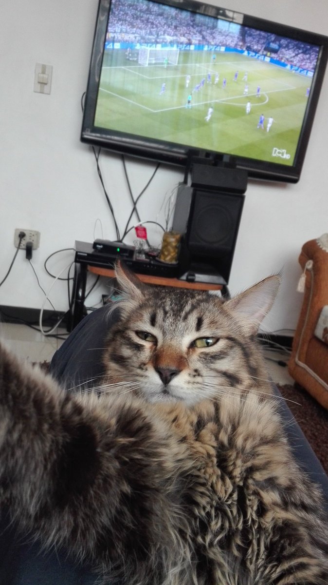 Tiago_Torres00's tweet photo. #FinalChampionsxRCN @ColGritaGol  quiero mi camiseta miau https://t.co/UReKcNkFye