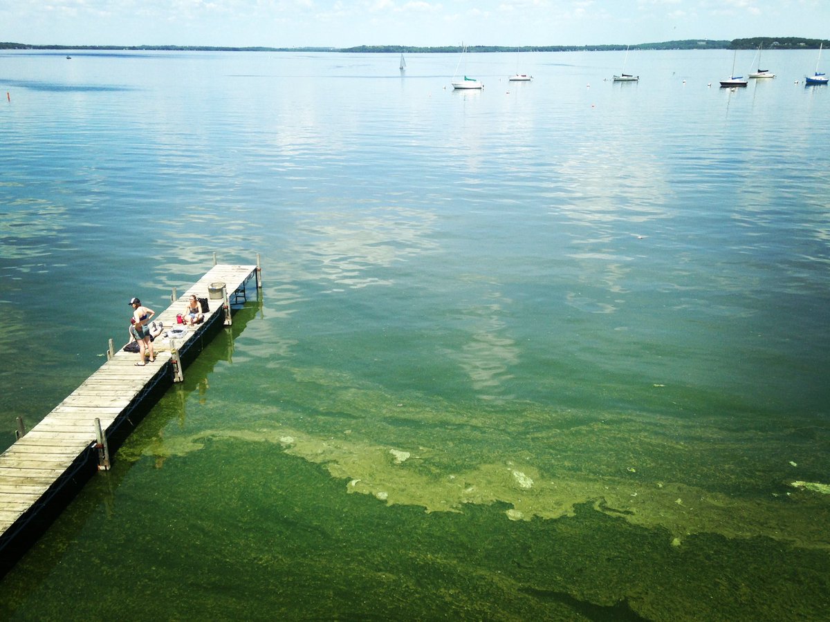 Hilary Dugan (@hildug) on Twitter photo Eutrophication: enrichment of a waterbody with nutrients (from eu "well" + trephein "nourish") #limnology <a href="/LakeMendota/">Lake Mendota</a> Eutrophication: enrichment of a waterbody with nutrients (from eu "well" + trephein "nourish") #limnology <a href="/LakeMendota/">Lake Mendota</a>