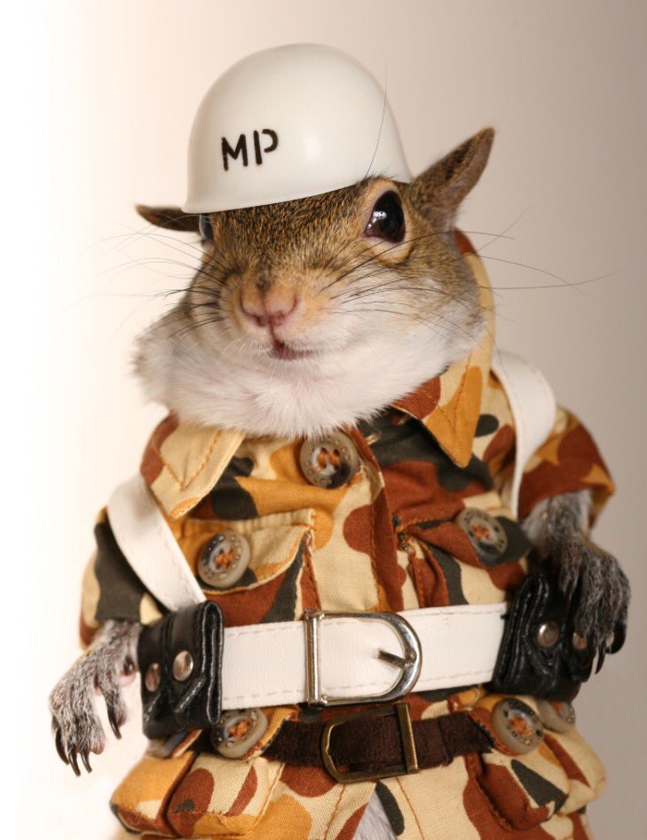 Squirrel Rambo Marine Squirrel