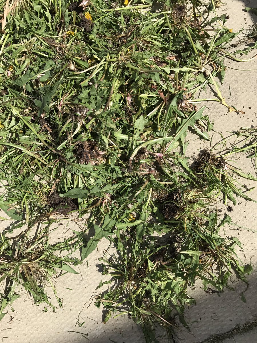NRDGRL_37's tweet photo. Get all the yard work done.... now I can't stop sneezing.... https://t.co/QKoF4O2FeO