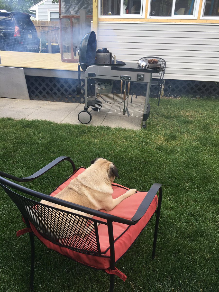 IvyPugisawesome's tweet photo. I'm watching the grill #ribnight #grillmaster #pugchef https://t.co/QzOEVVR9Mx