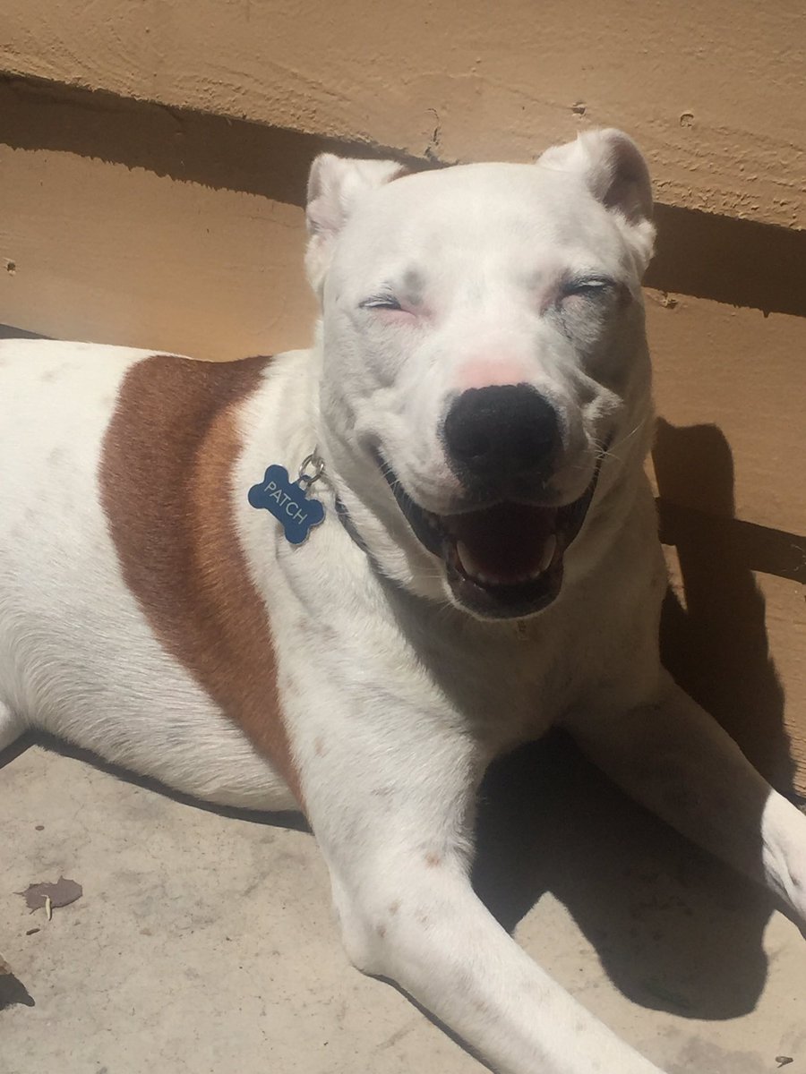 He's been laying there smiling like this at me for the past 20 minutes. I'd say we're fans of Saturday