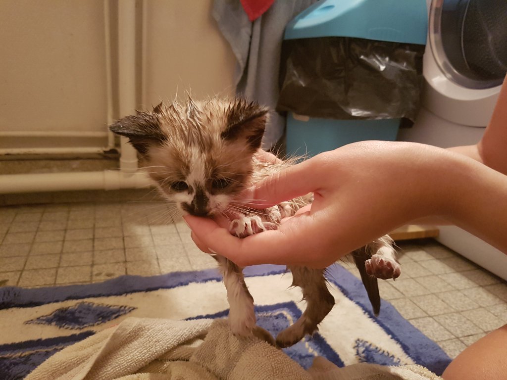 Fuuukano's tweet image. On a sauvé un chaton qui était coincé dans un piège fait par des petits cons en bas de l'immeuble.
On l'a lavé, nourri. Il est adorable.